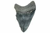 Partial Megalodon Tooth - Serrated Blade #277406-1